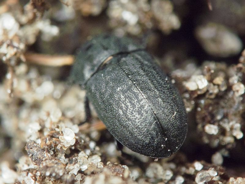 Melanimon tibiale (Fabricius, 1781)